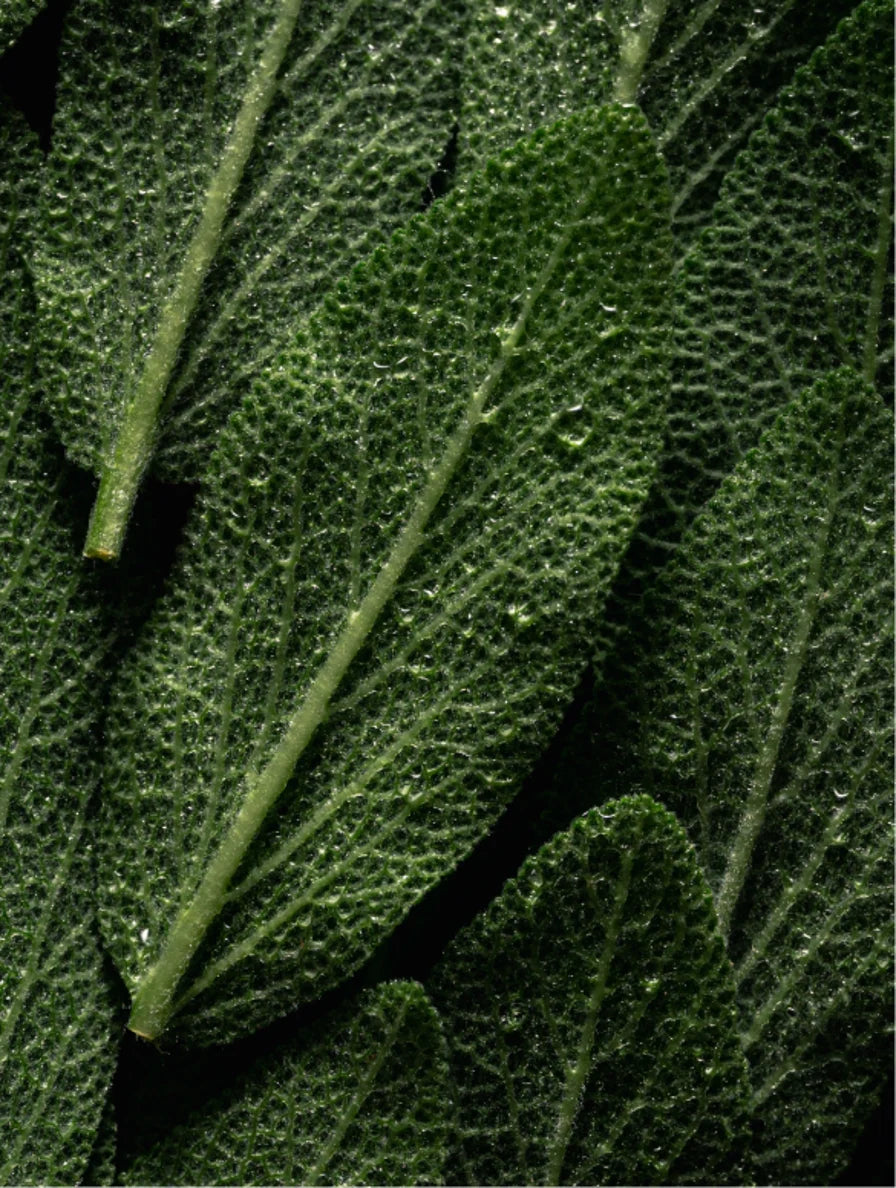 Refreshing Hand & Body Wash – Peppermint & Dark Cedar